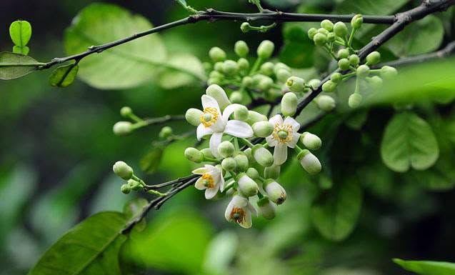 Kế hoạch tuần 28, thực hiện từ ngày 23/03 - 28/03/2026