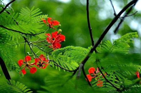 Kế hoạch tuần 37, thực hiện từ ngày 19/05 - 25/05/2025