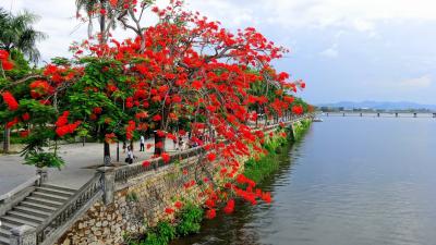 Kế hoạch tuần 36, thực hiện từ ngày 12/05 - 18/05/2025
